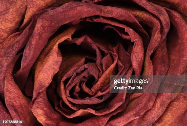 dry pink rose flower in full frame shows layered petals - dead plant stock pictures, royalty-free photos & images