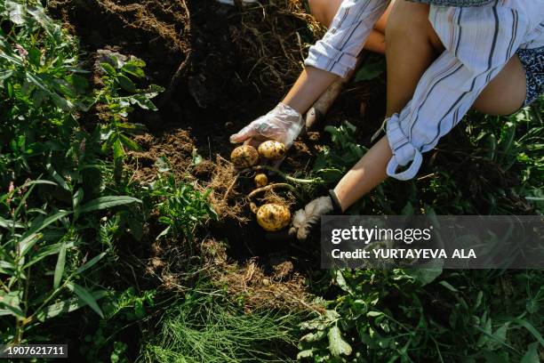 woman girl digging potatoes on her plot - kartoffel wurzelgemüse stock-fotos und bilder