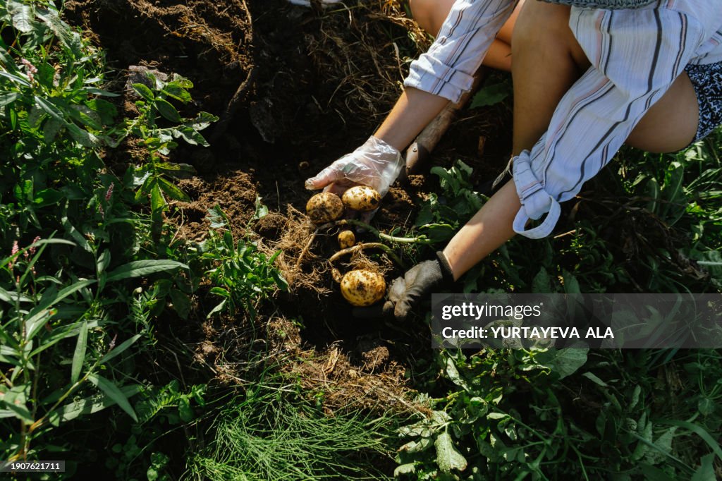 Woman girl digging potatoes on her plot