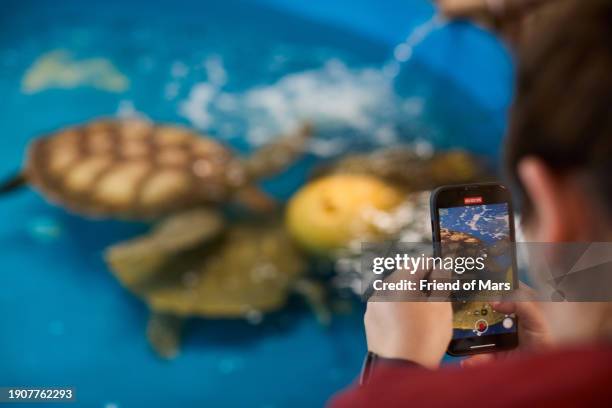 person takes video on phone while learning about turtles at turtle sanctuary - projeto tamar stock pictures, royalty-free photos & images