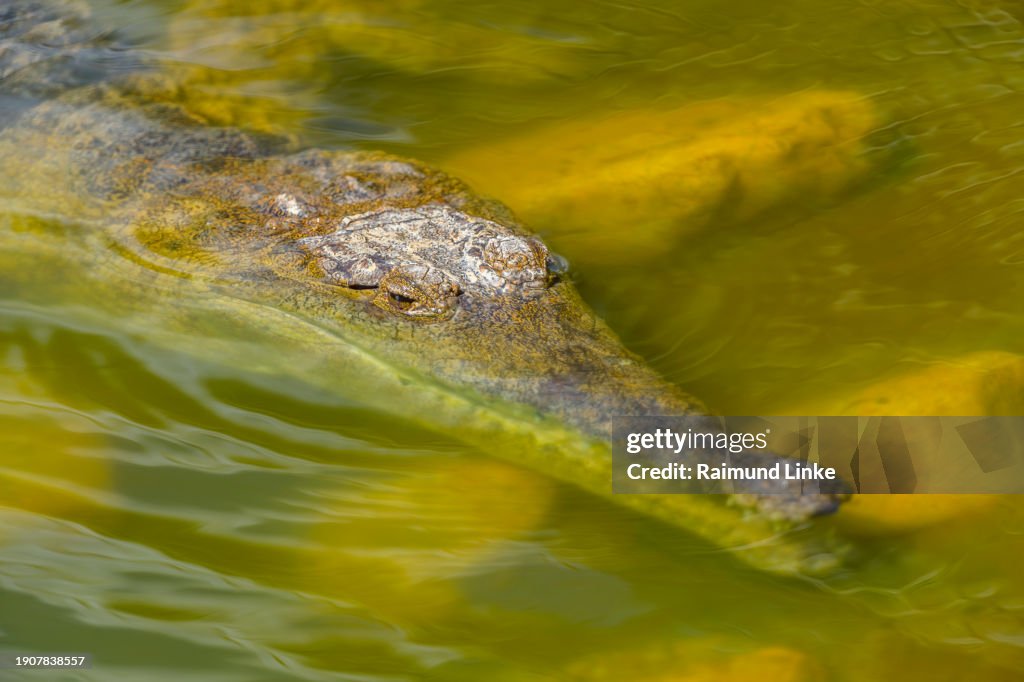 Freshwater Crocodile, Crocodylus johnsoni, in water