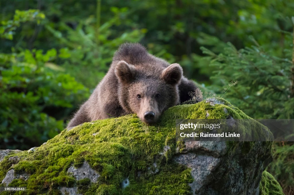 European Brown Bears, Ursus arctos, Cub lying at rock