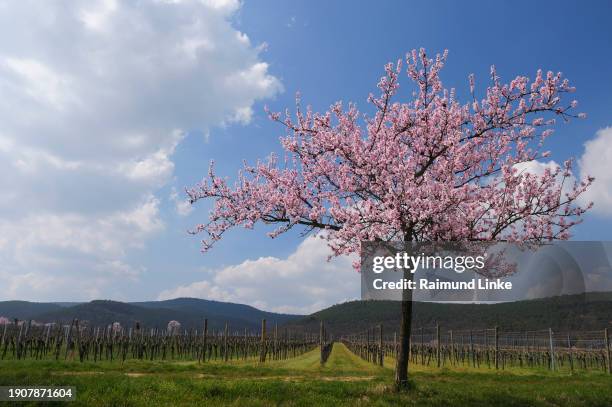 blooming almond tree in early spring, prunus dulcis - almond tree photos et images de collection