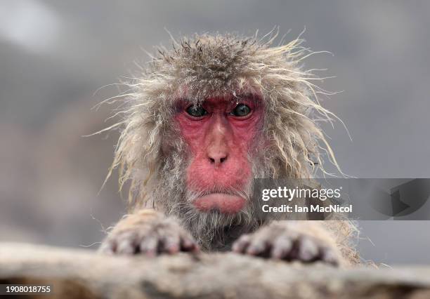 Japanese macaques or Japanese Snow Monkeys as they are more commonly known as, are seen in a hot spring at the base of Joshinetsu Kogen National Park...