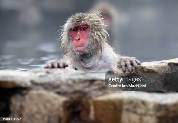 Japanese macaques or Japanese Snow Monkeys as they are more commonly known as, are seen in a hot spring at the base of Joshinetsu Kogen National Park...