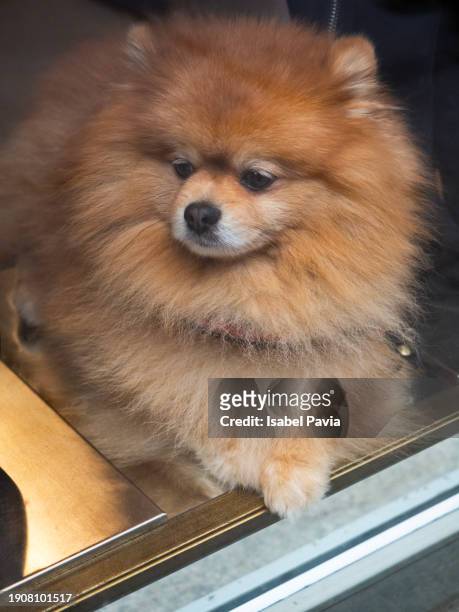 cute pomeranian at store showcase - glamour live show fashion shows stock pictures, royalty-free photos & images