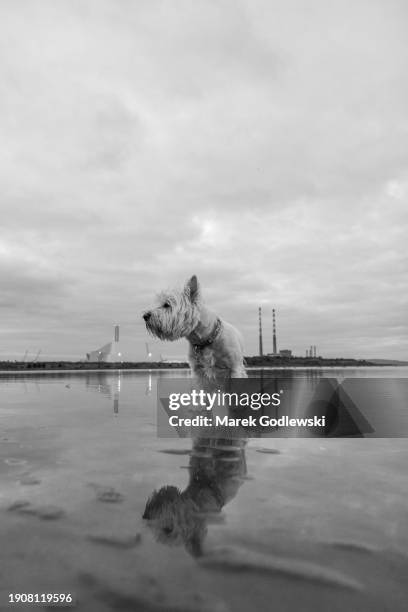 west highland white terrier walking on the beach, reflection in water - black and white instant print stock pictures, royalty-free photos & images