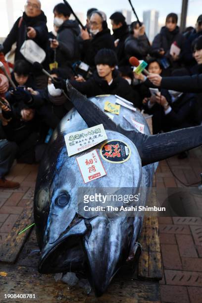 Bluefin tuna, which was auctioned with the price of 114.24 million Japanese yen is seen after the first tuna auction of the New Year at Toyosu...
