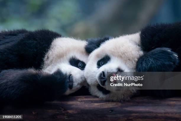 Giant pandas Yu Ke and Yu Ai are resting head to head in a tree at Chongqing Zoo in Chongqing, China, on January 7, 2024.