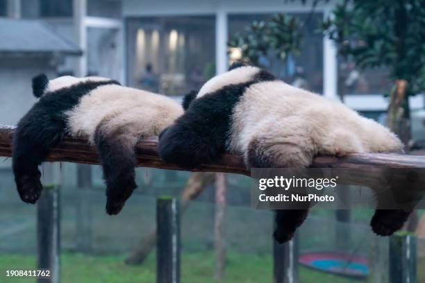 Giant pandas Yu Ke and Yu Ai are resting in a tree at Chongqing Zoo in Chongqing, China, on January 7, 2024.