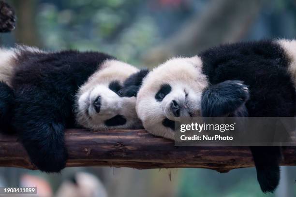 Giant pandas Yu Ke and Yu Ai are resting head to head in a tree at Chongqing Zoo in Chongqing, China, on January 7, 2024.