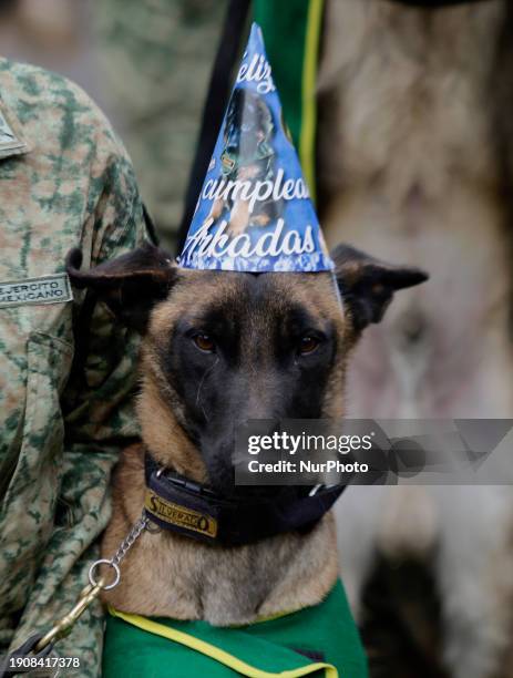 Rescue dog from the Mexican National Guard is celebrating the first birthday of Arkadas, a rescue dog donated by Turkey to Mexico after the passing...