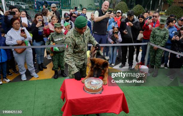 Arkadas, a rescue dog donated by Turkey to Mexico, is celebrating his first birthday with cake at Campo Marte in Mexico City, following the passing...