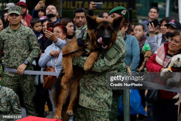 Arkadas, a rescue dog donated by Turkey to Mexico following the passing of Proteo, a Mexican rescue dog who had been assisting in the search for...