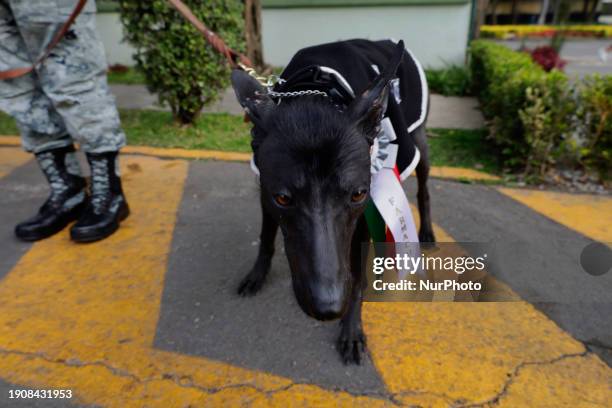 Xoloitzcuintle rescue dog belonging to the Mexican National Guard is participating in the celebration of the first birthday of Arkadas, a rescue dog...