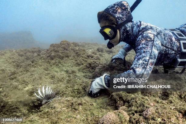 Free diver dives near a red lionfish , an invasive Indo-Pacific carnivore that has spread to the Mediterranean sea, some six meters underwater off...