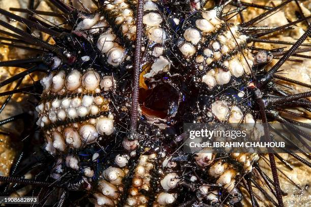 The shell of a dead long-spined sea urchin is pictured on the shore of Lebanon's northern coastal city of Batroun on January 7, 2024. A parasite was...