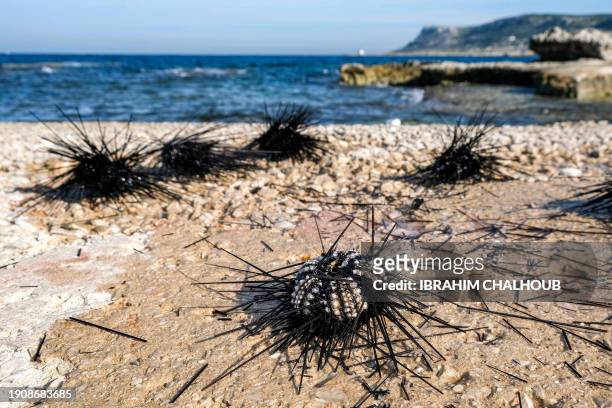 Dying long-spined sea urchins are pictured on the shore of Lebanon's northern coastal city of Batroun on January 7, 2024. A parasite was found to be...