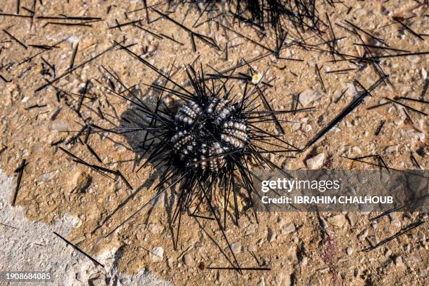 The shell of a dead long-spined sea urchin is pictured on the shore of Lebanon's northern coastal city of Batroun on January 7, 2024. A parasite was...