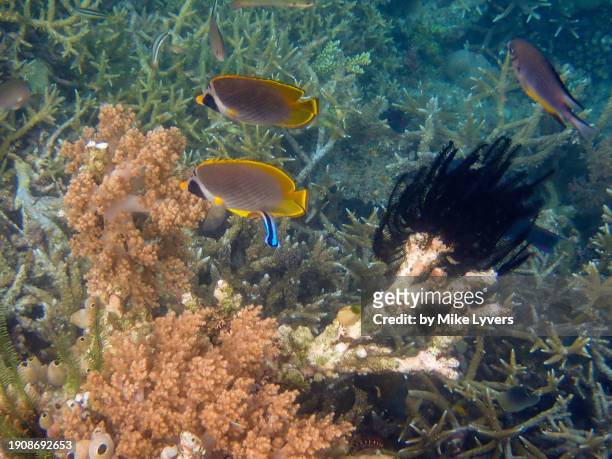 butterflyfish and cleaner wrasse - cleaner wrasse stock pictures, royalty-free photos & images