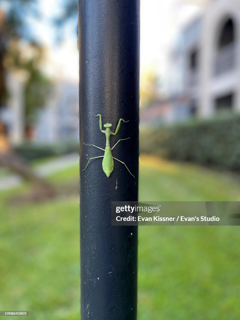 Praying Mantis On Black Light Pole High-Res Stock Photo - Getty Images