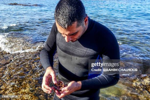 Diver eats a long-spined sea urchin after catching it off the shore of Lebanon's northern coastal city of Batroun on January 6, 2024. A parasite was...