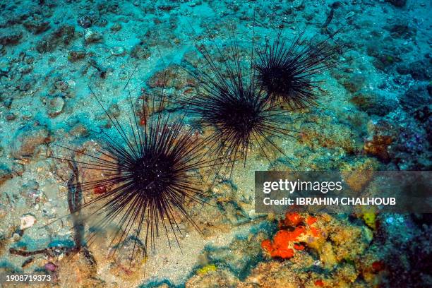 Dying long-spined sea urchins are pictured about 10 metres underwater on the Mediterranean sea floor off the shore of Lebanon's northern coastal city...