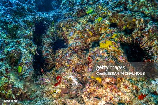 Dying long-spined sea urchins are pictured about 10 metres underwater on the Mediterranean sea floor off the shore of Lebanon's northern coastal city...