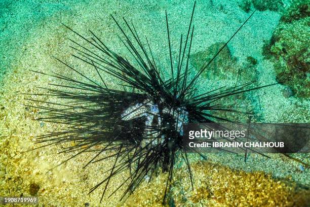 Dying long-spined sea urchin is pictured about 10 metres underwater on the Mediterranean sea floor off the shore of Lebanon's northern coastal city...