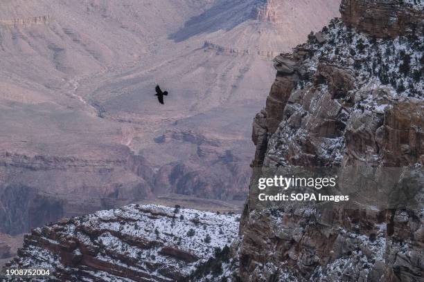 Raven flies past some cliffs through The Grand Canyon following a snow storm that left 3 or more inches of snow throughout the park.