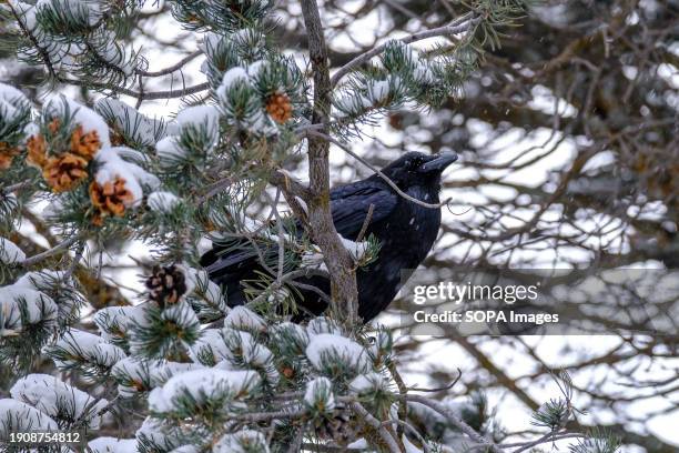 Raven perched in a snow covered tree along the southern rim of the Grand Canyon following a snow storm that left 3 or more inches of snow throughout...