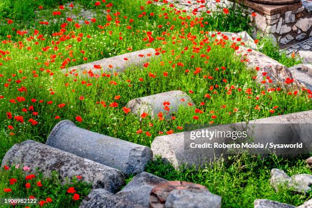 columns of roman imperial forums - ancient rome stock pictures, royalty-free photos & images