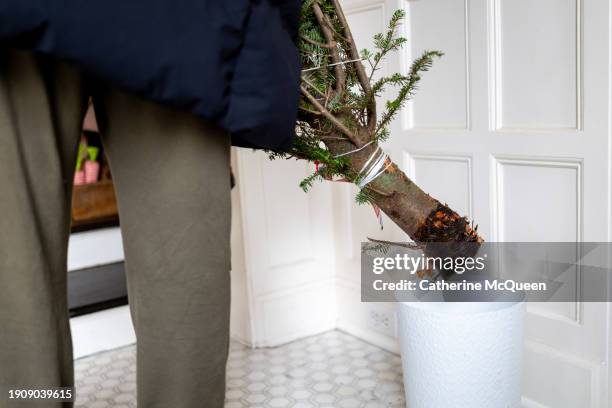 woman placing live christmas tree into container of water - homeowners decorate their houses for christmas stockfoto's en -beelden