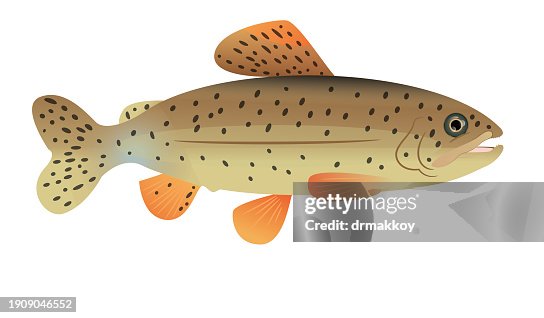 Apache Trout fish Apache Trout fish