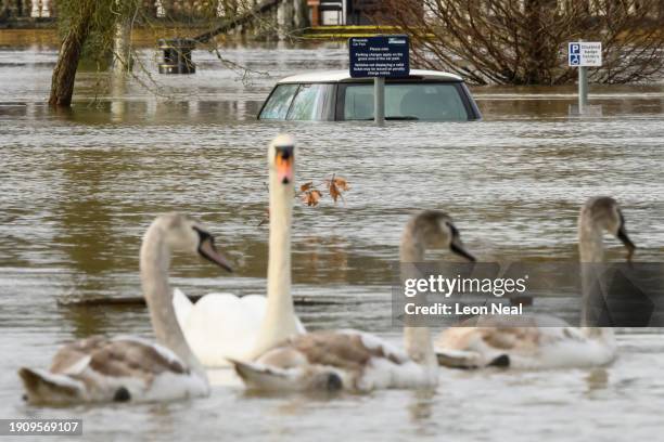 Swans swim past a submerged car in a car park after heavy rains and sewer system overflows caused the River Thames to break its banks, on January 05,...