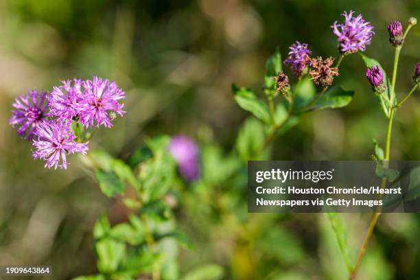 Missouri ironweed is shown in the newly discovered 45 acres of Gulf Coast prairie at a natural preserve in Harris County Precinct 1, near the edge of...