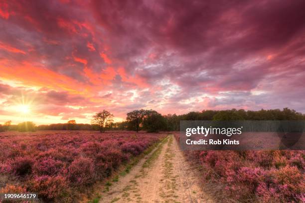 blooming heather on zilvense heide near posbank at sunset - posbank stockfoto's en -beelden