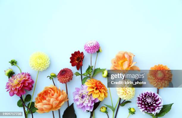 flower arrangement - border flower garden stock pictures, royalty-free photos & images