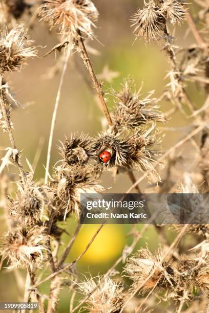 ladybug on greater burdock - greater burdock stock pictures, royalty-free photos & images