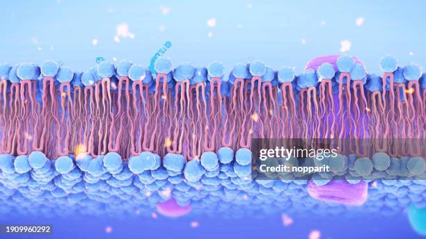 cell membrane structure - membrana celular imagens e fotografias de stock