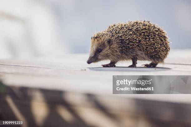 cute hedgehog walking on wooden terrace - igel stock-fotos und bilder