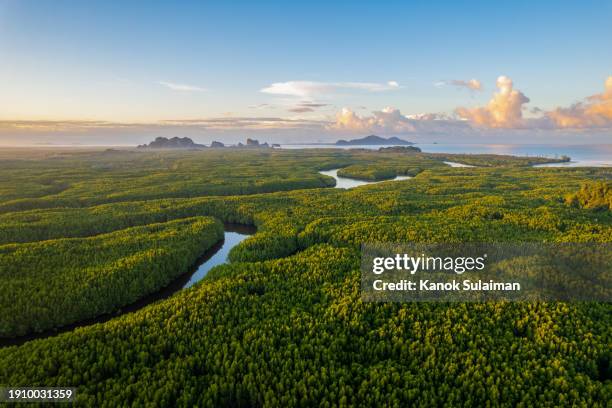 aerial view of mangrove forest on sea with sunrise and dramatic sky in trang province, south of thailand - floresta pluvial imagens e fotografias de stock