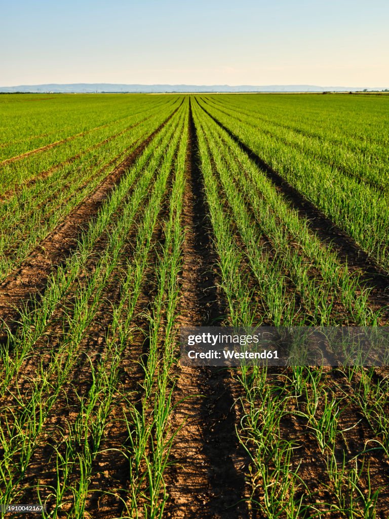 Onion plants in row on field at sunset