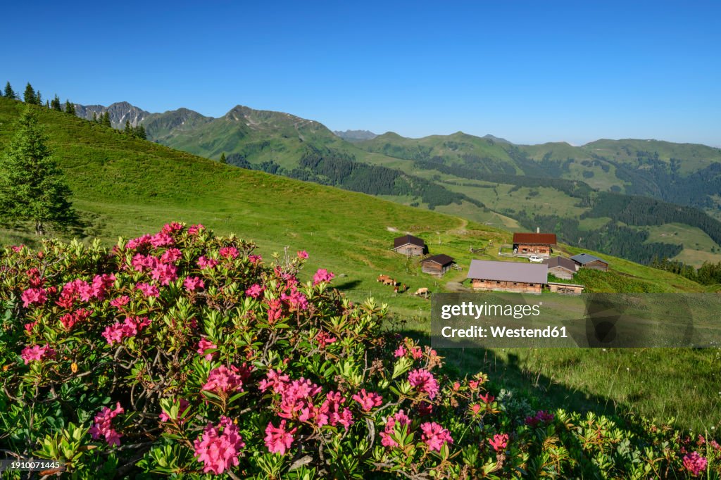Austria, Tyrol, Wildschoenau, Alpenroses (Rhododendron Ferrugineum) blooming in Kitzbuhel Alps with huts in background
