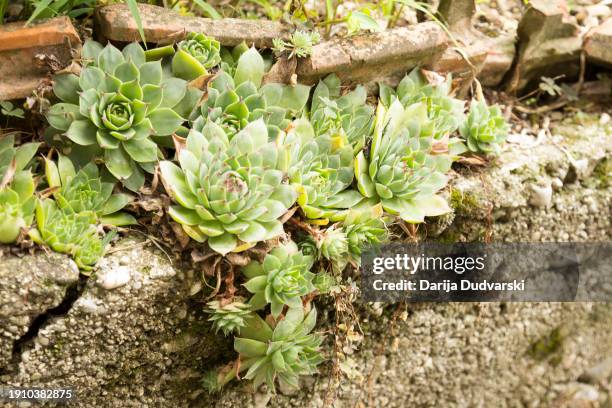 houseleek grows on concrete - sempervivum stock-fotos und bilder