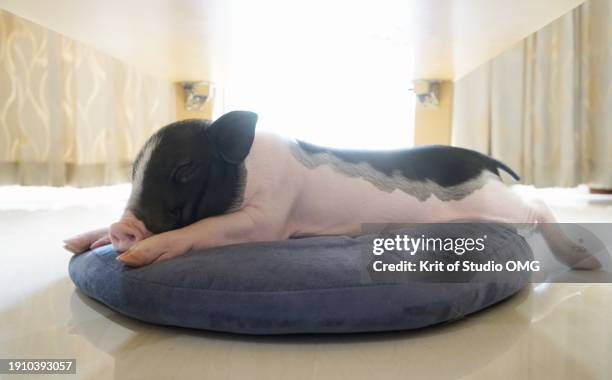 pot-belly piglet sleeping on a seat cushion - small pig stock pictures, royalty-free photos & images