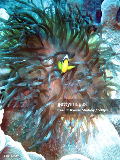 close-up of clown anemonetropical saltwater fish swimming in sea - symbiotic relationship stock pictures, royalty-free photos & images