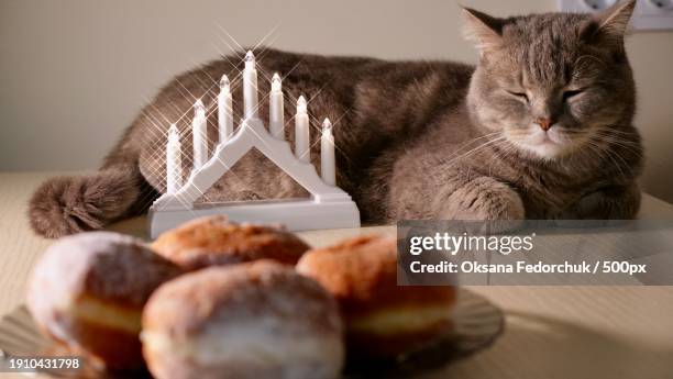 close-up of cat sleeping on table - hanukkah animal stock pictures, royalty-free photos & images