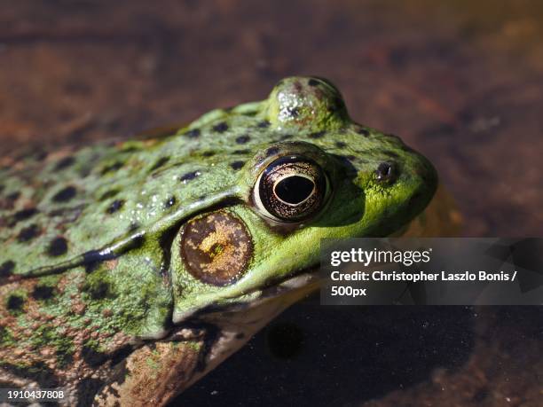 Bullfrog Cheek 41 Bullfrog Hills Stock Photos, High-Res Pictures, and Images - Getty ...