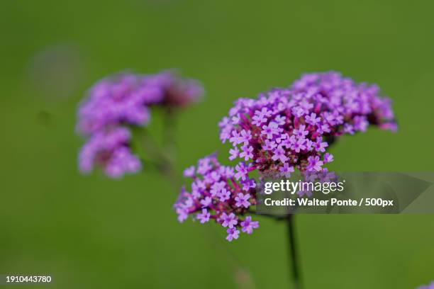 close-up of purple flowering plant - ponte hebden stock-fotos und bilder